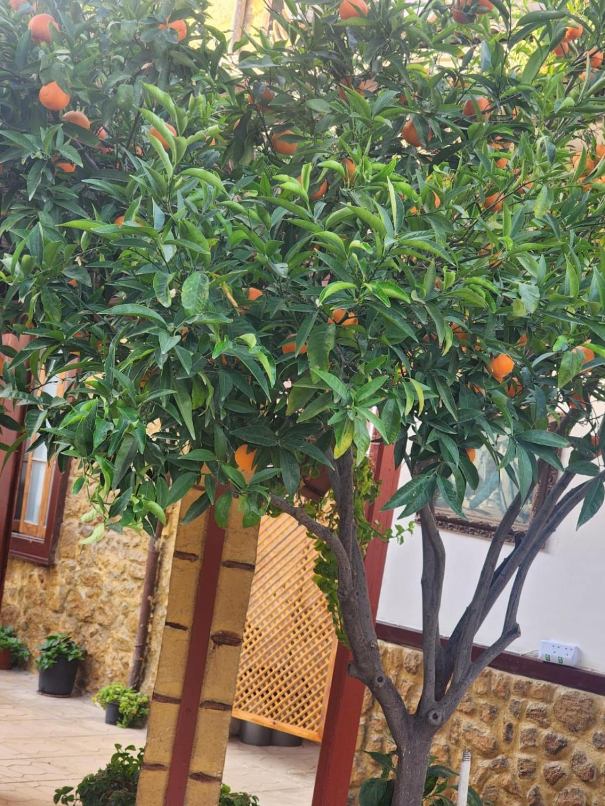 Aksaray Boutique Hotel ニコシア エクステリア 写真